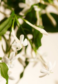 Rituals GIFT SET - SWEET JASMINE - PRIVATE COLLECTION - FLORAL - Fragrance set